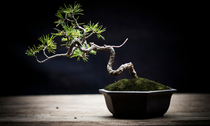 What is Bonsai ?