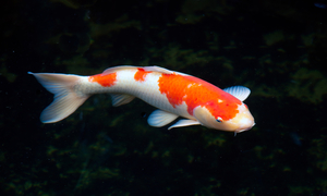 Colored Carp