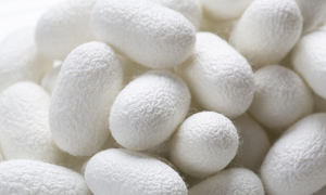 Sericulture