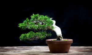 How to enjoy bonsai