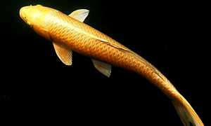 Judging Show of colored carp
